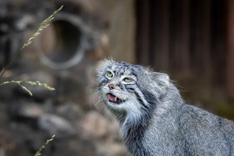 モスクワ動物園のティモフェイの写真
