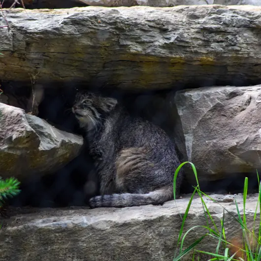 カルガリー動物園 / ワイルダー研究所のオラフの写真