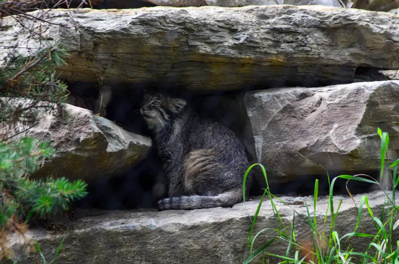 カルガリー動物園 / ワイルダー研究所のオラフの写真