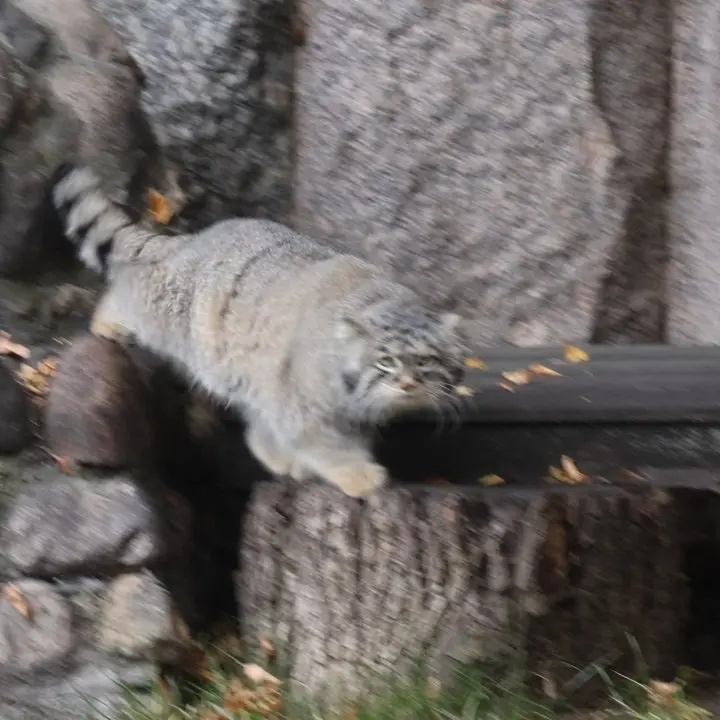 モスクワ動物園のティモフェイの写真