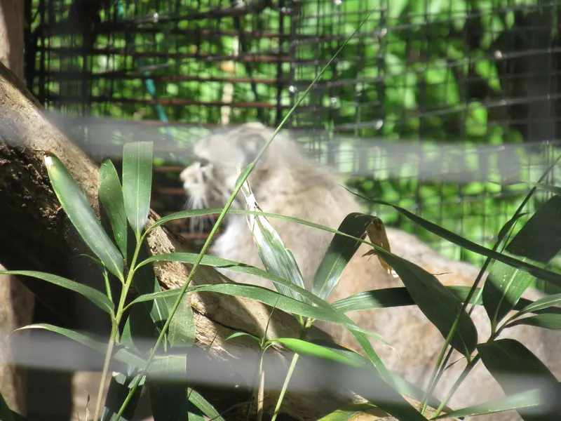 スミソニアン国立動物園のセバとアカルの写真
