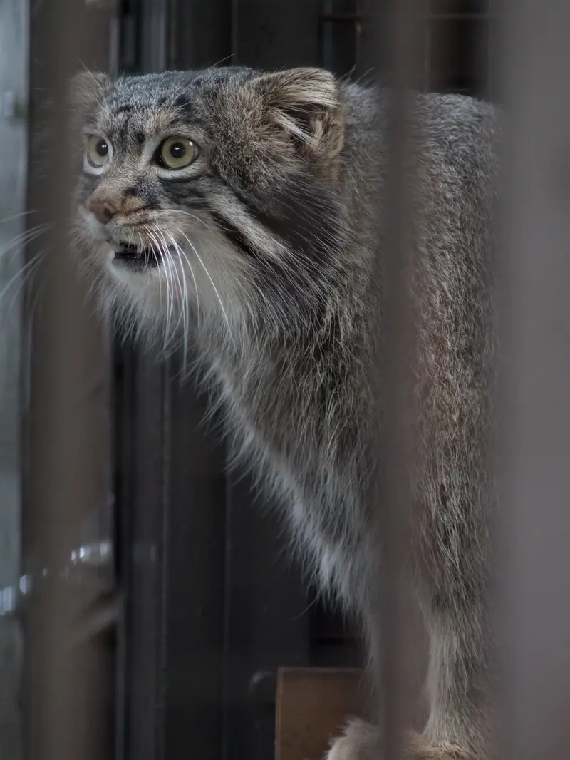 野毛山動物園のフィーガの写真