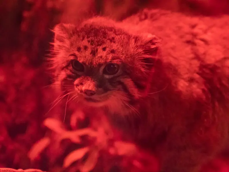 恩賜上野動物園のナイマの写真