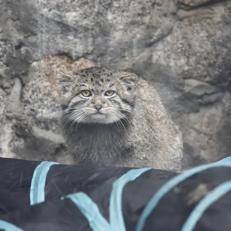 マヌルネコの写真