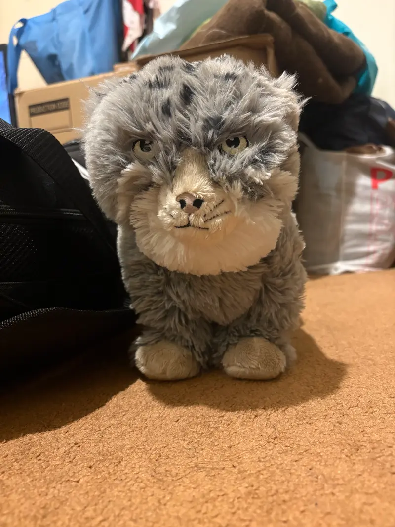 マヌルネコの写真