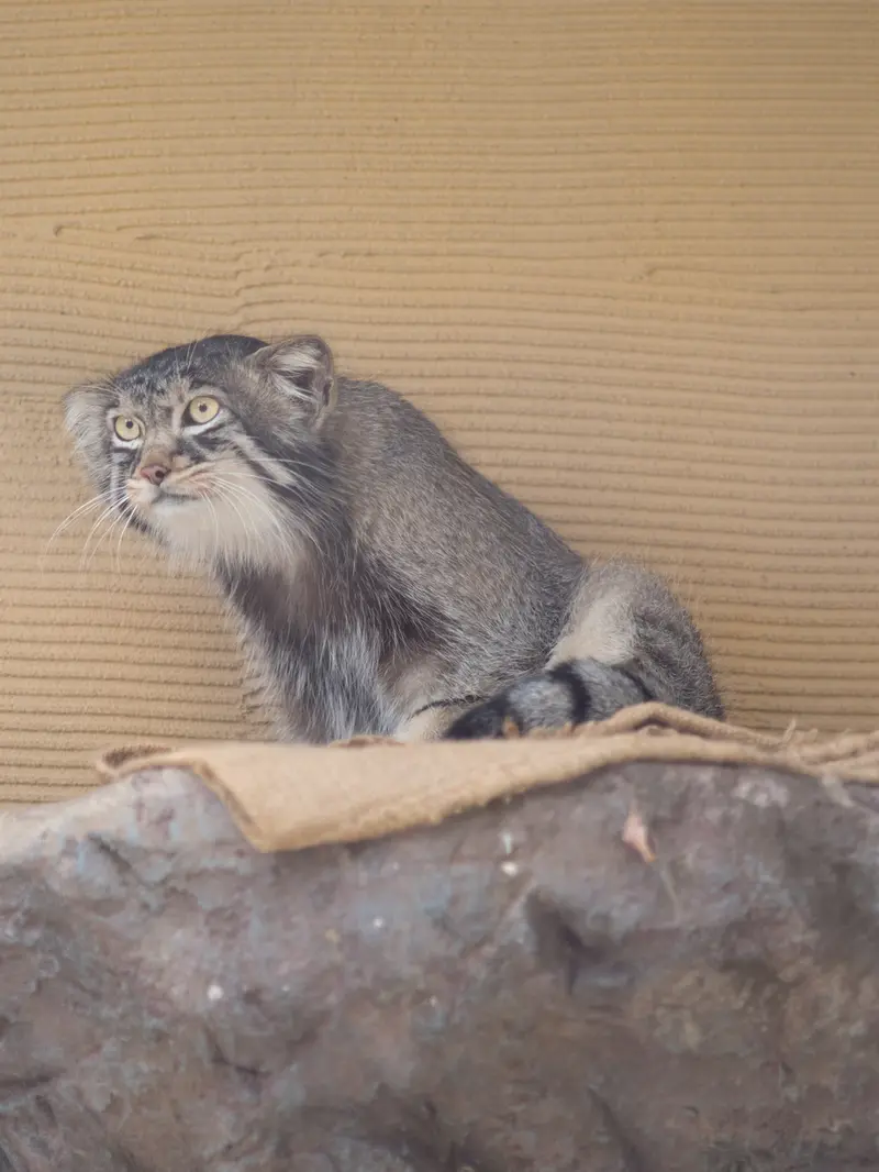 旭山動物園のヒデの写真