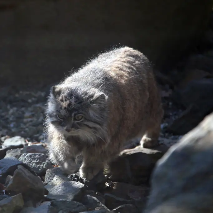 オストラヴァ動物園のモイラの写真