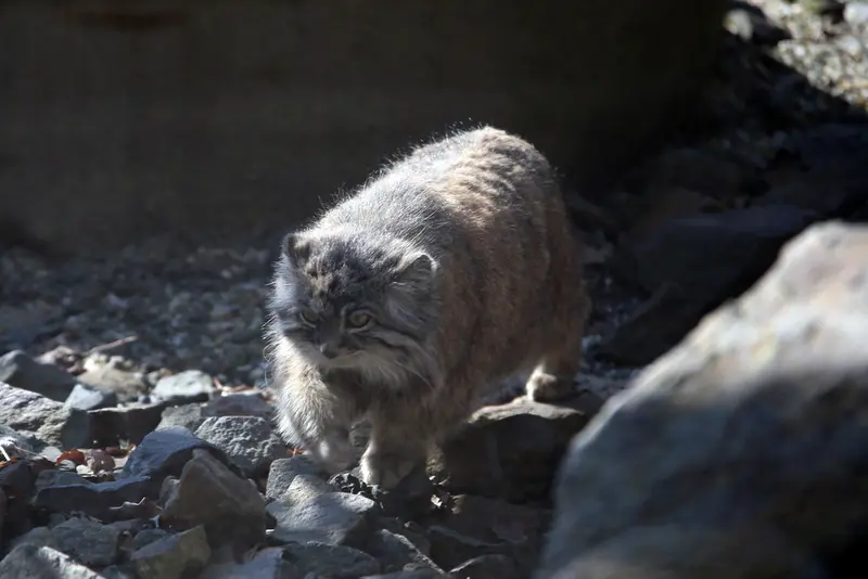 オストラヴァ動物園のモイラの写真