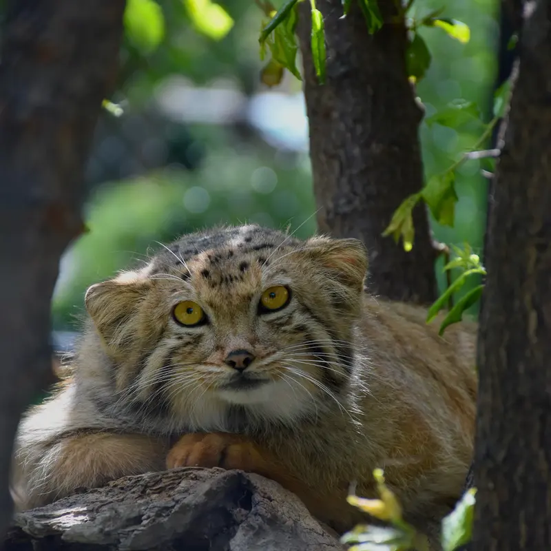 エレバン動物園のマノーの写真