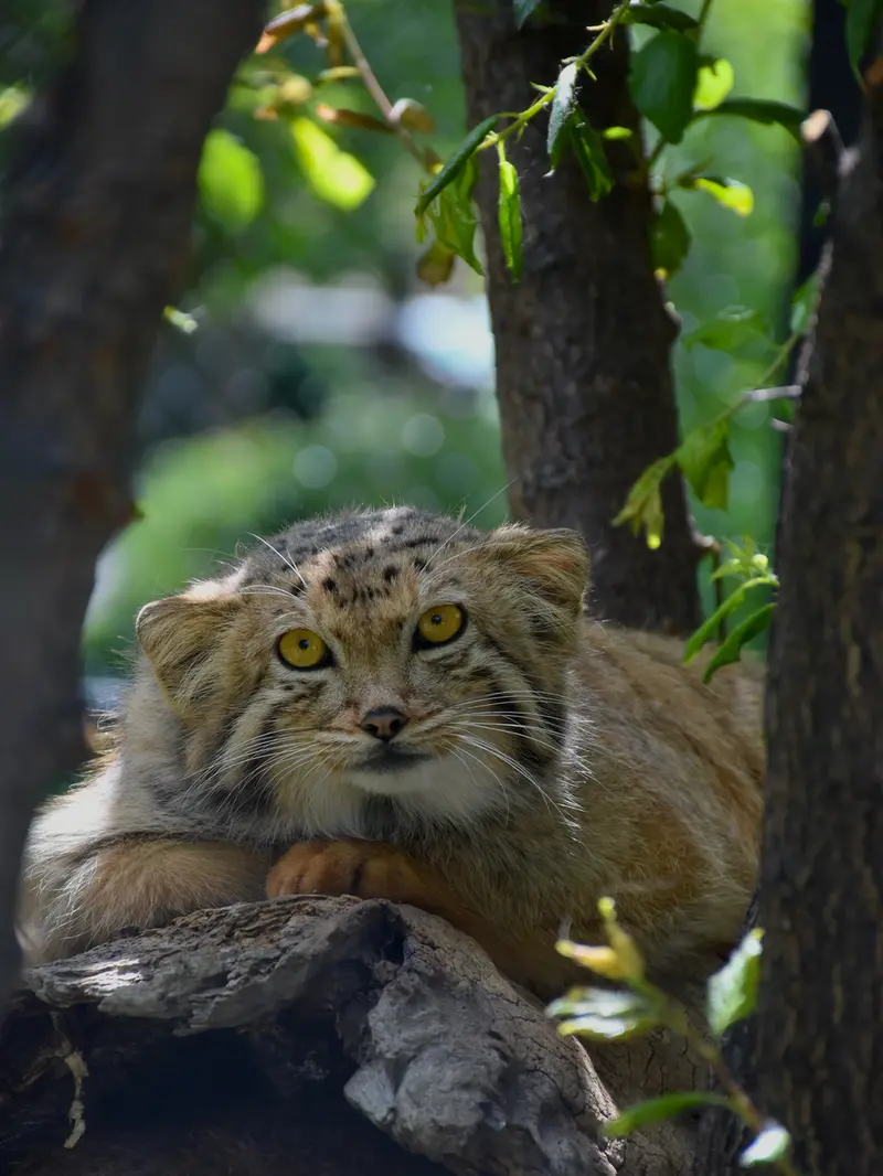 エレバン動物園のマノーの写真