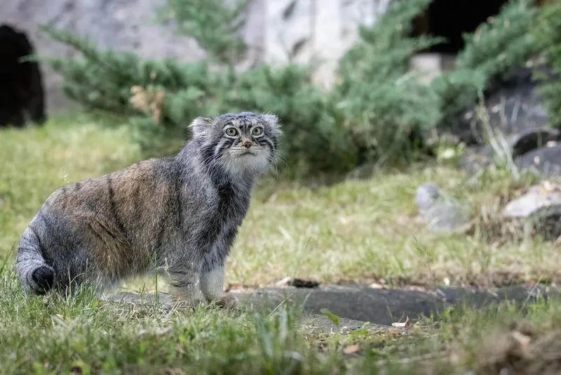 モスクワ動物園のティモフェイの写真