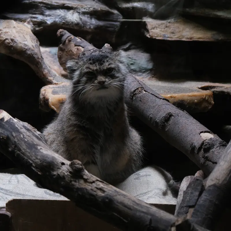恩賜上野動物園のマヌルネコの写真