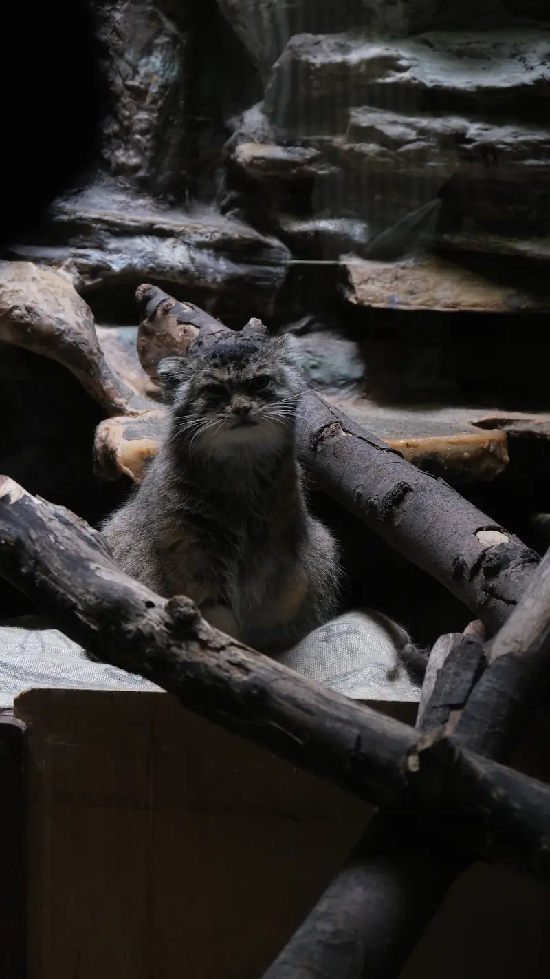 恩賜上野動物園のマヌルネコの写真