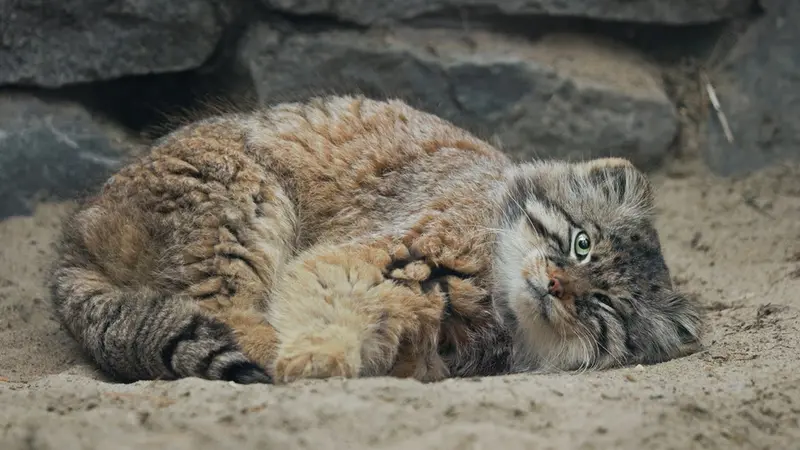 Novosibirsk Zooのゼレノゴルスクの動画