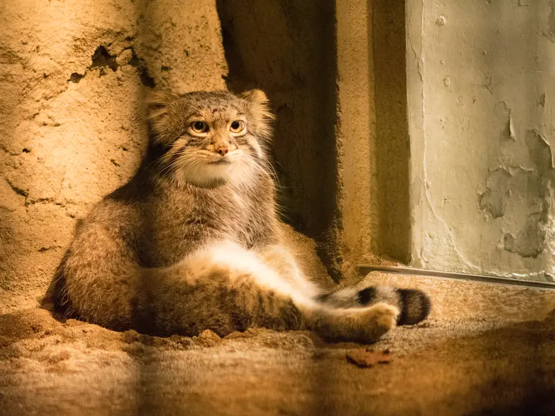 野毛山動物園のフィーガの写真