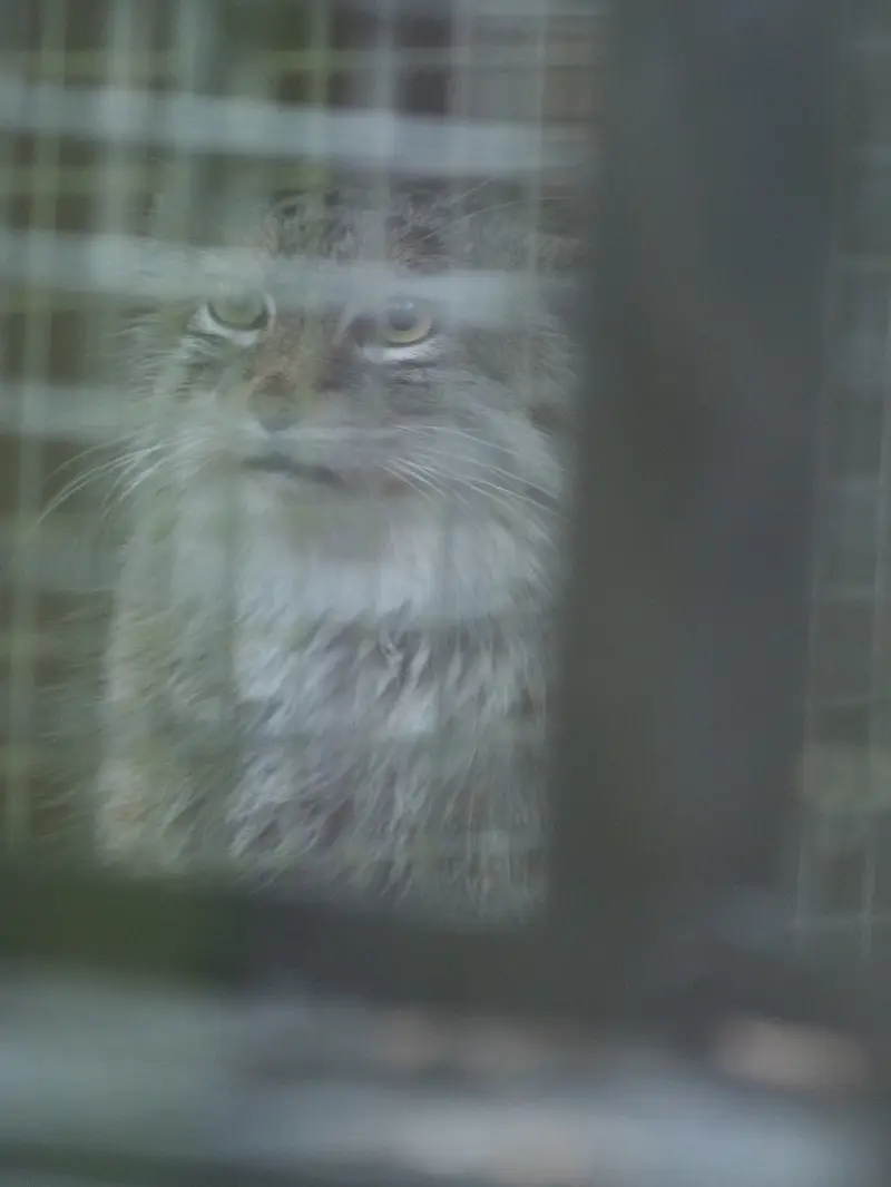 埼玉県こども動物自然公園のオリーヴァの写真