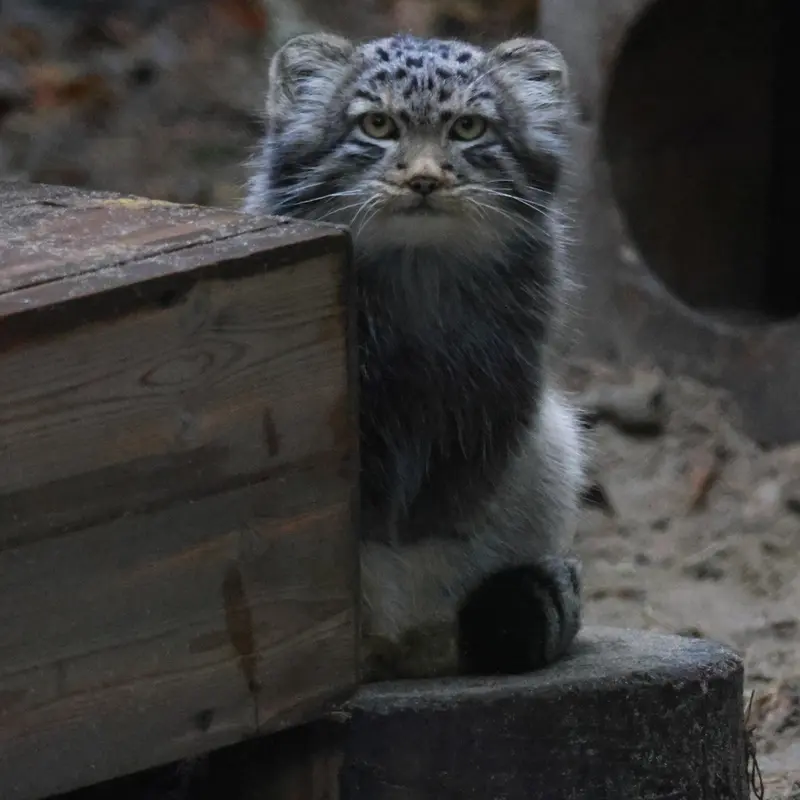 ノヴォシビルスク動物園のロロの息子 b.2026 Ⅱの写真