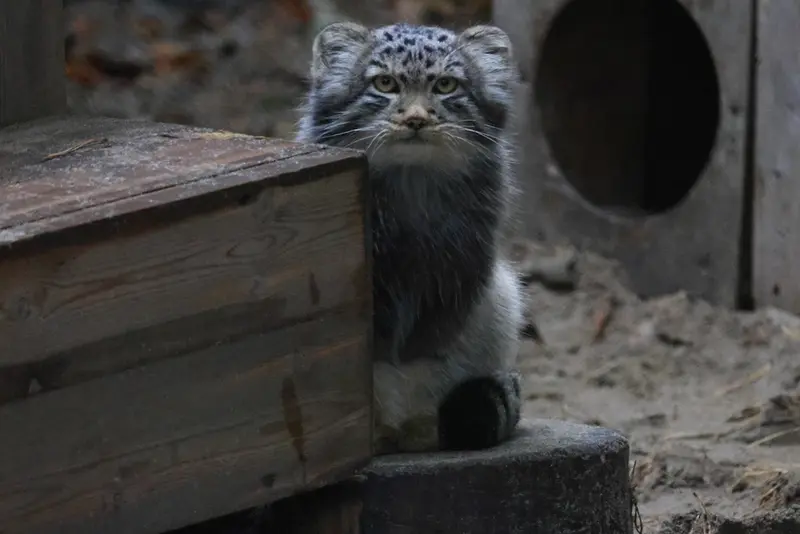 ノヴォシビルスク動物園のロロの息子 b.2026 Ⅱの写真
