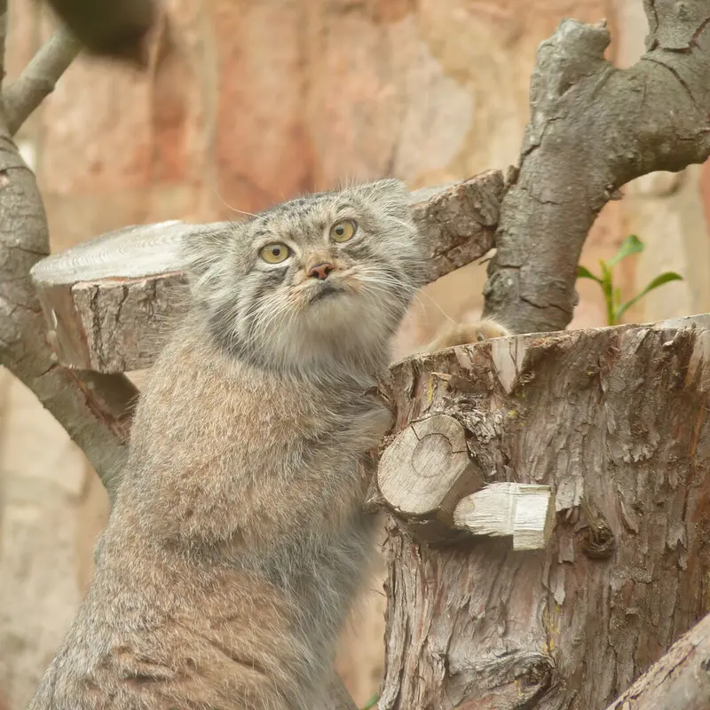 エディンバラ動物園のダッチェスの写真