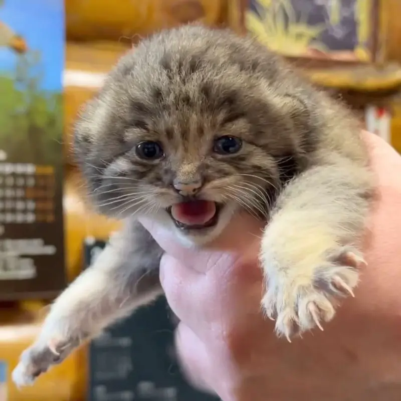 Ленинградский зоопарк раскрыл пол котят манула Пепе 🥰