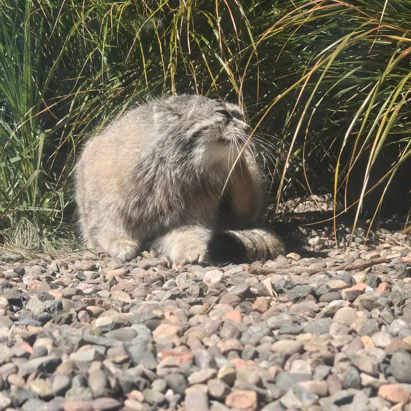 エディンバラ動物園のアキコの写真