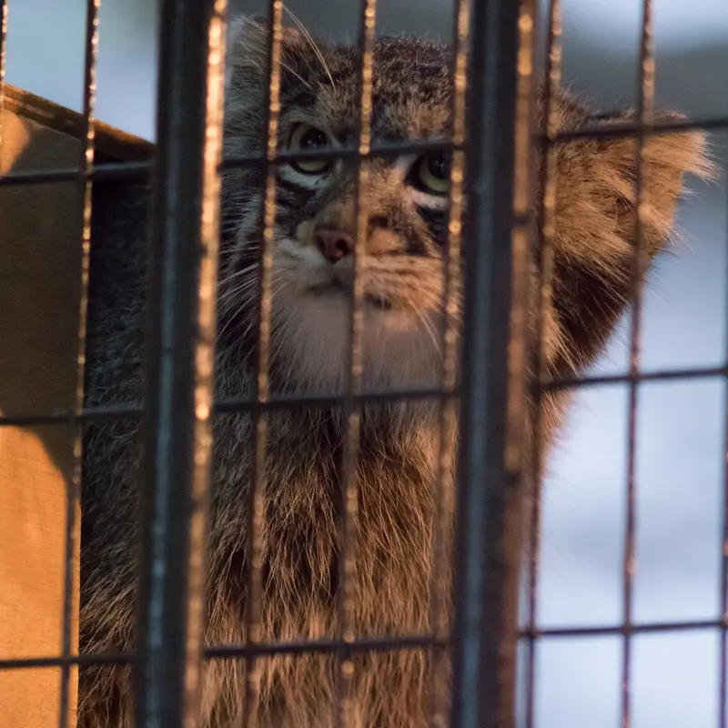 野毛山動物園のフィーガの写真