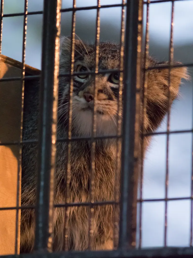 野毛山動物園のフィーガの写真