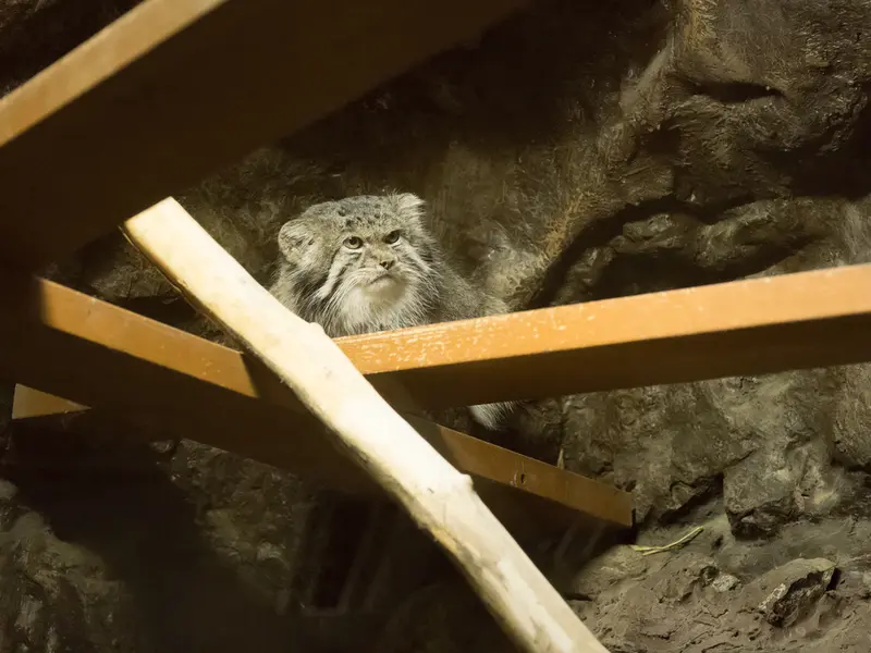 恩賜上野動物園のクリョンの写真