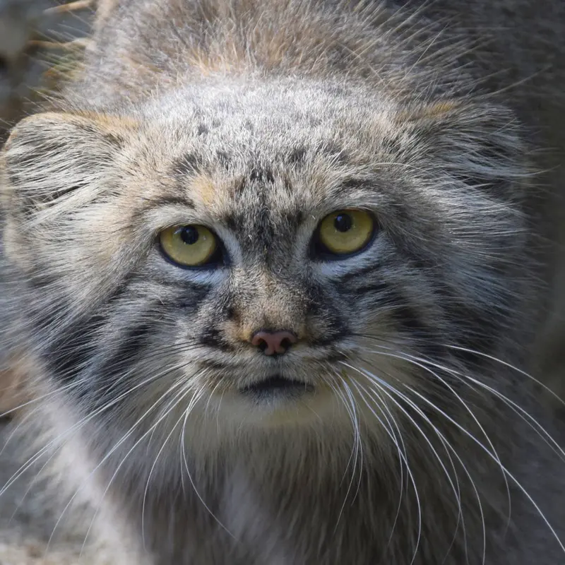 コシツェ動物園のアイセンの写真