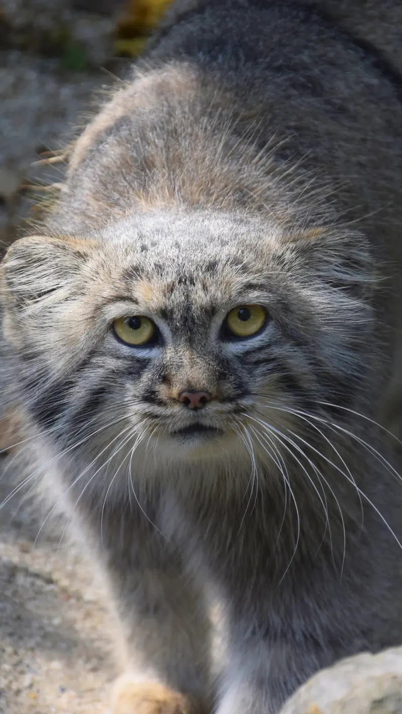 コシツェ動物園のアイセンの写真