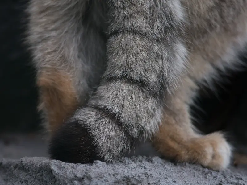 旭山動物園のグルーシャの写真