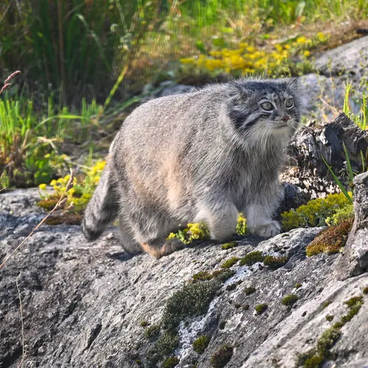 コルケアサーリ動物園のミミの写真