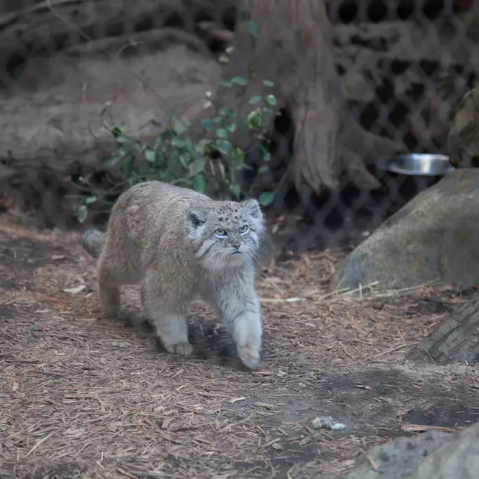 プロスペクト・パーク動物園のバトゥの写真