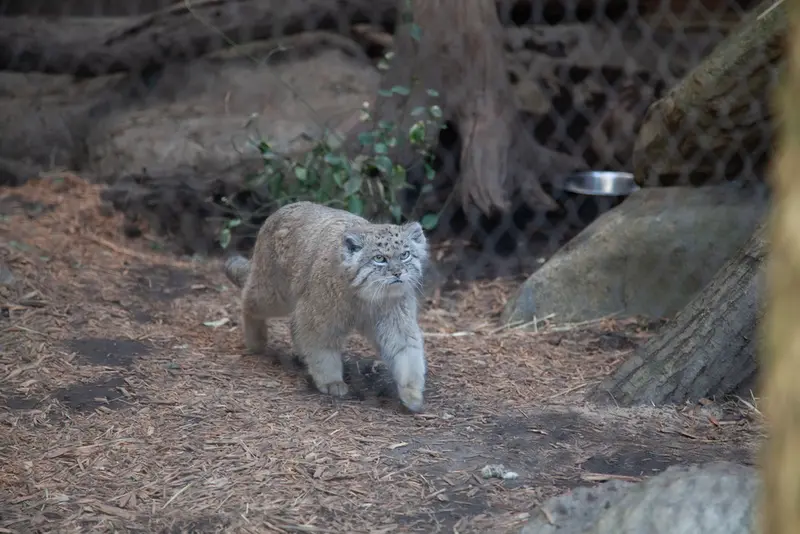 プロスペクト・パーク動物園のバトゥの写真