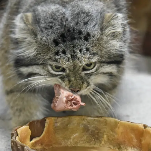 恩賜上野動物園のクリョンの写真