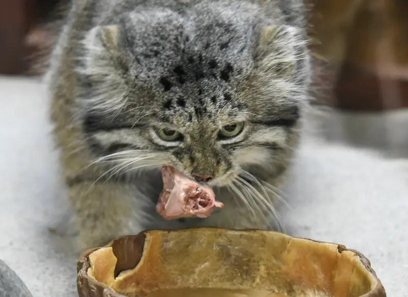 恩賜上野動物園のクリョンの写真