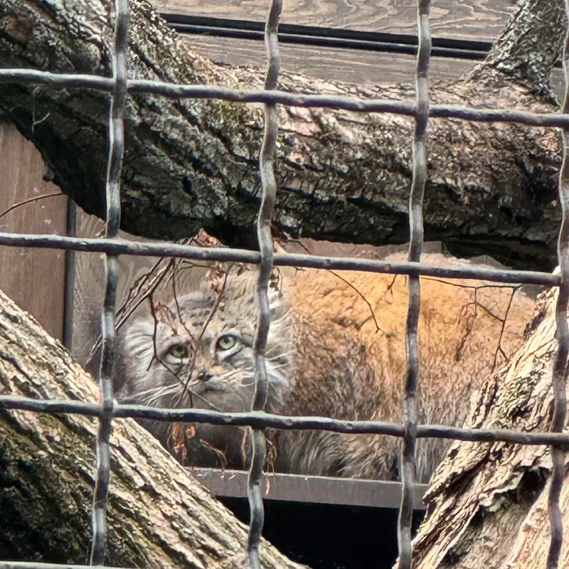 ワルシャワ動物園のジェシーの写真