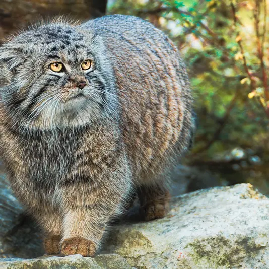 ヴロツワフ動物園のナザルの写真