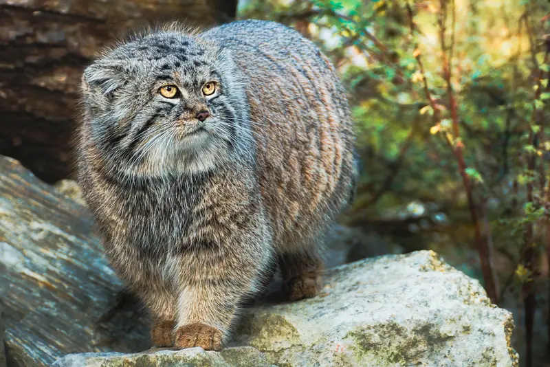 ヴロツワフ動物園のナザルの写真