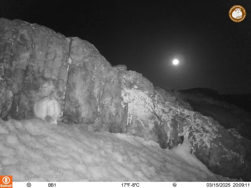アクタス＝クンコラ［新］カメラトラップで撮影したOtocolobus manul manulの写真