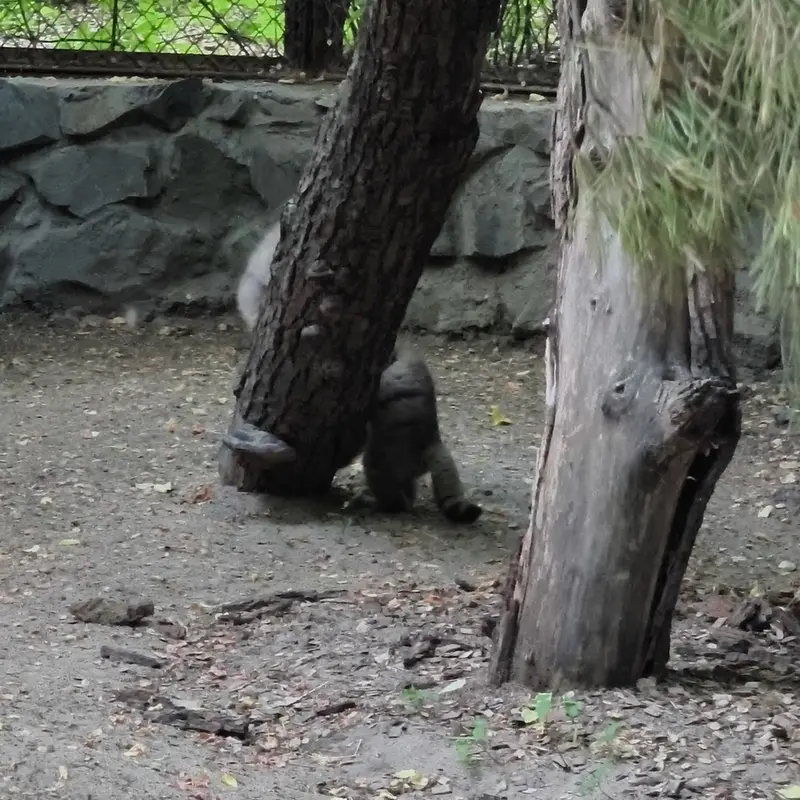 ノヴォシビルスク動物園のマヌルネコの写真