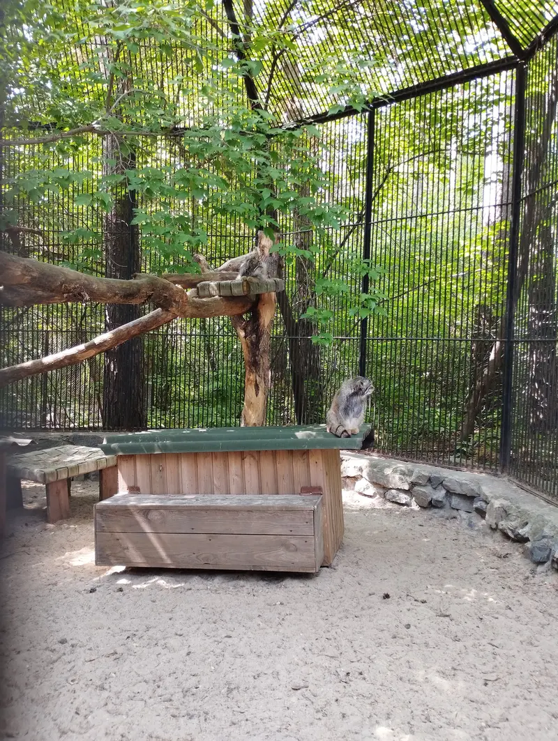 ノヴォシビルスク動物園のマヌルネコの写真
