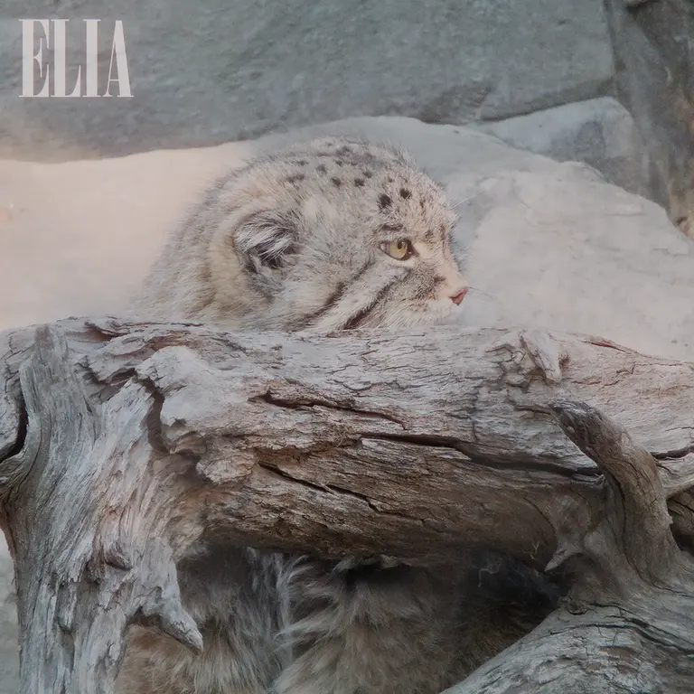 カルガリー動物園 / ワイルダー研究所のオラフの写真