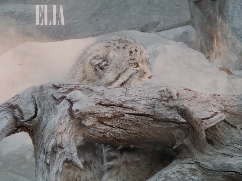 カルガリー動物園 / ワイルダー研究所のオラフの写真
