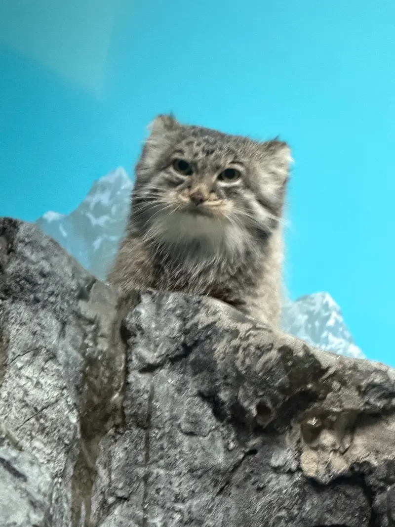 シンシナティ動物園のイザベルの写真