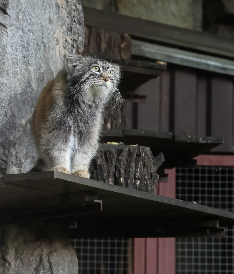 モスクワ動物園のティモフェイの写真