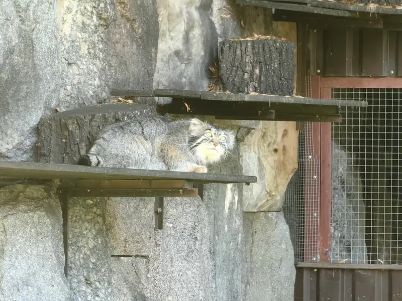 モスクワ動物園のティモフェイの写真