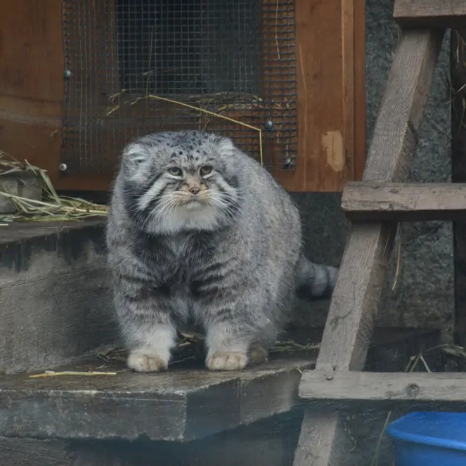 モスクワ動物園のヴァディムの写真