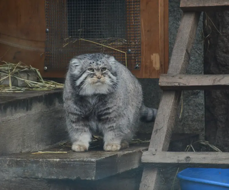 モスクワ動物園のヴァディムの写真