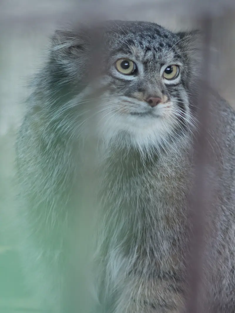野毛山動物園のフィーガの写真
